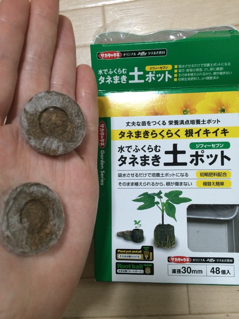 アロエ ペグレラエの種まき 多肉植物と私