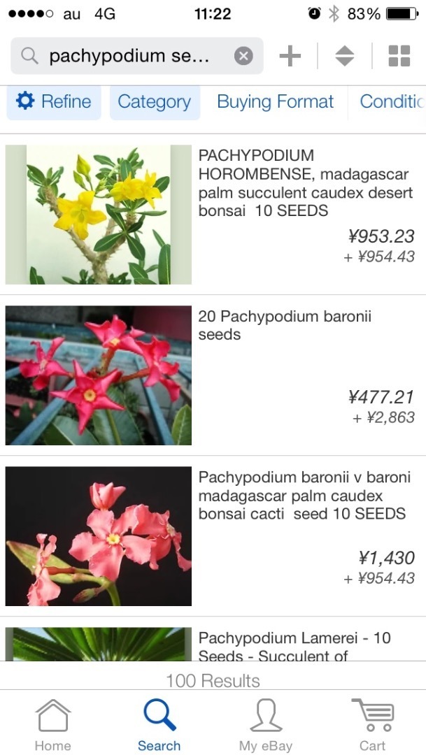 パキポディウム ウィンゾリーの種の購入先 多肉植物と私 パキポディウム ウィンゾリーの種の購入先 多肉植物と私